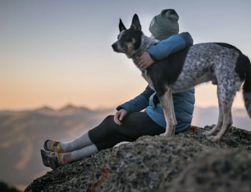 The Role of Pets in Addiction Recovery: How Animals Provide Emotional Support